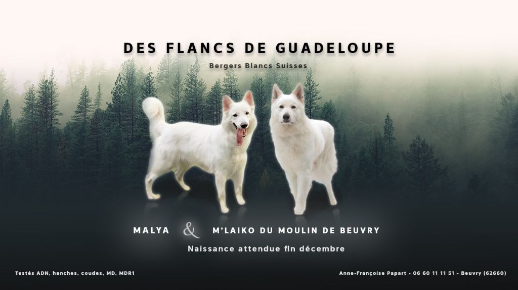 Des Flancs De Guadeloupe - Malya & M'Laiko du Moulin de Beuvry